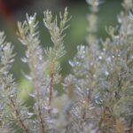 Zakaj je dober rožmarin?