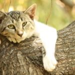 kako se znebiti herpesa čez noč