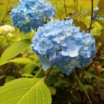 Kateri kolagen je najboljši?