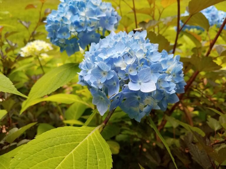 kateri kolagen je najboljši